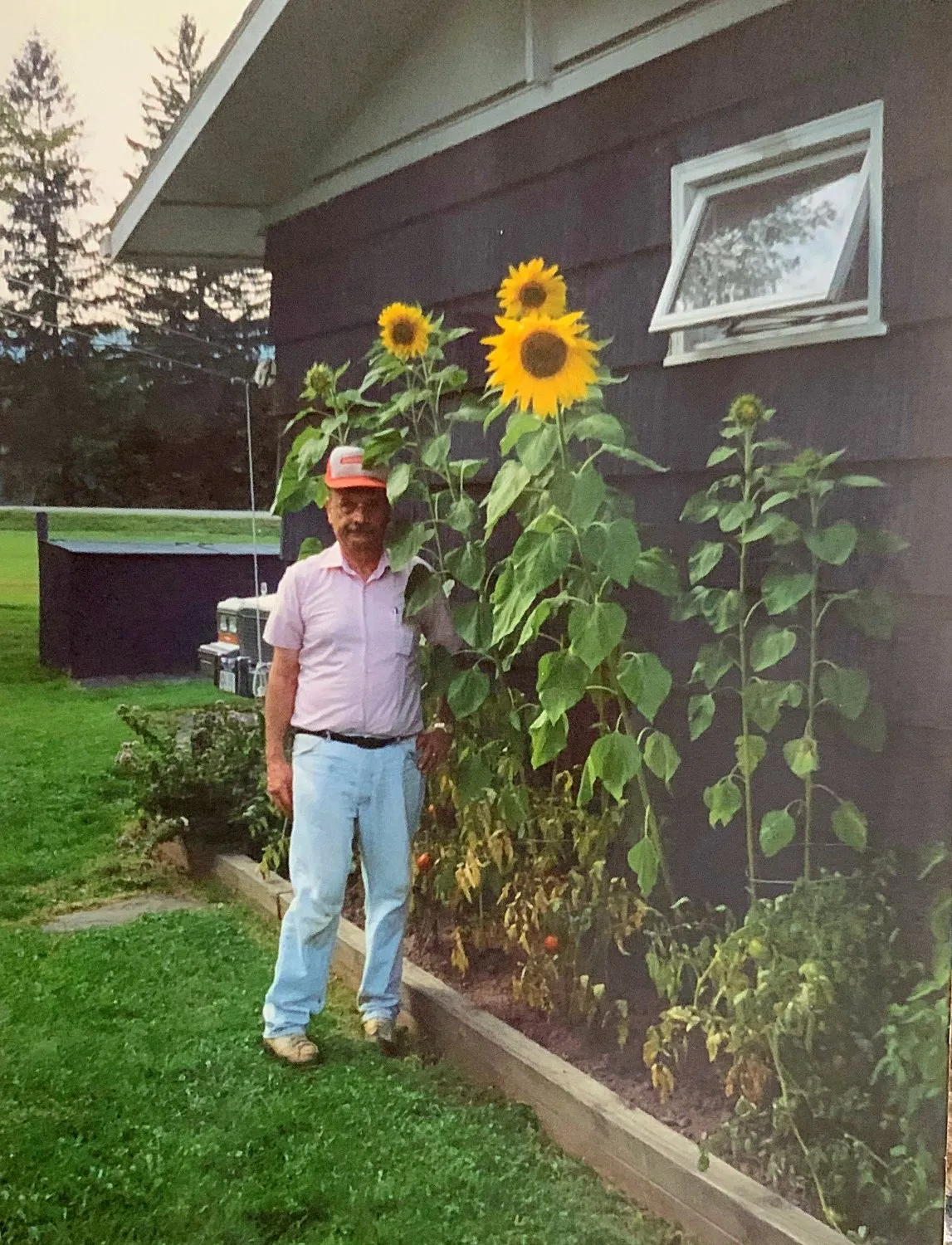 Jack Simons wearing an orange cap beside a garden bed of sunflowers and tomato plants.