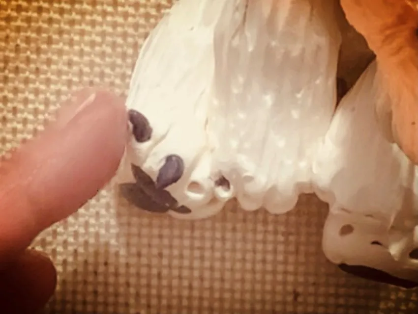 Dusting the polar bear with black and white edible powder.