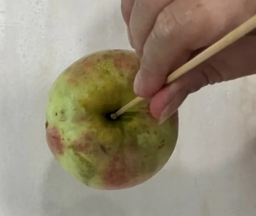 A hand inserts a wooden skewer into the top of the apple.