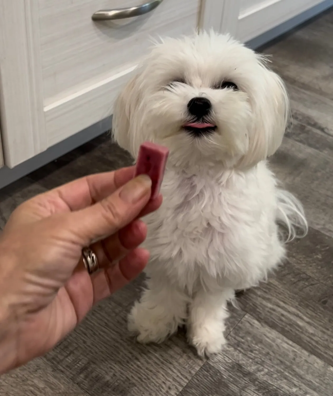 A small white Maltese dog with its tongue out, looking at a treat held in front of him