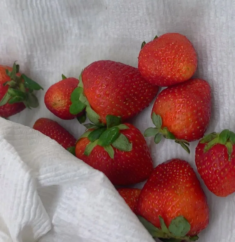 Fresh strawberries drying on a cloth surface